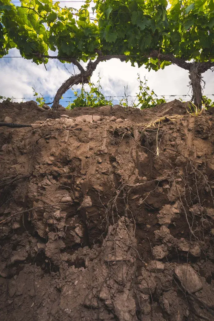 Sol caillouteux et racines de vigne à Monteviejo